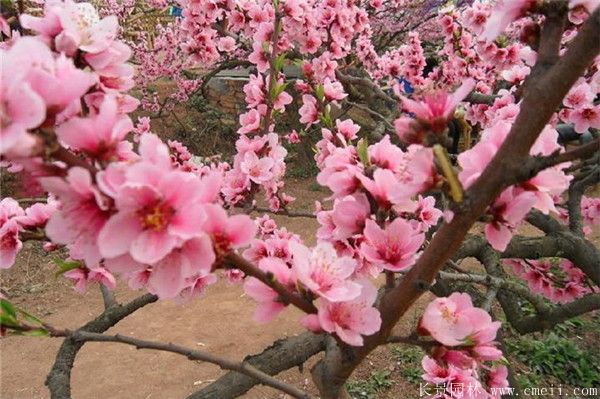桃樹圖片桃樹基地實(shí)拍 桃樹圖片桃樹基地實(shí)拍