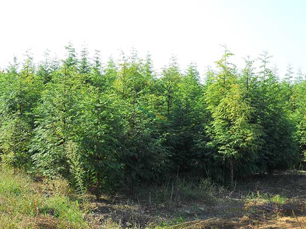 水杉樹圖片水杉樹基地實(shí)拍 水杉樹圖片水杉樹基地實(shí)拍