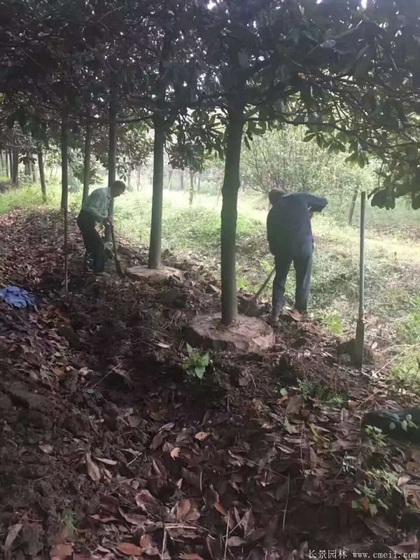 廣玉蘭圖片廣玉蘭基地實拍 廣玉蘭圖片廣玉蘭基地實拍