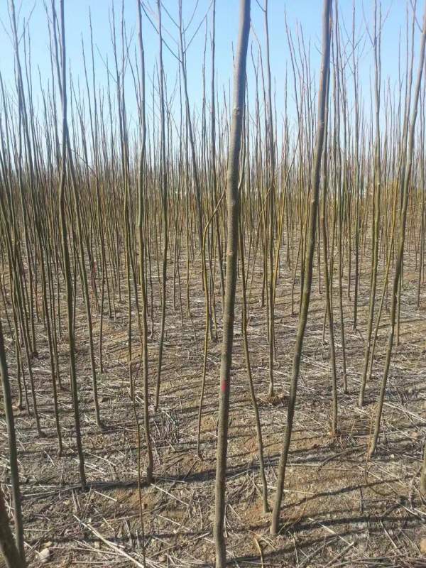 苦楝樹圖片苦楝樹基地實拍 苦楝樹圖片苦楝樹基地實拍