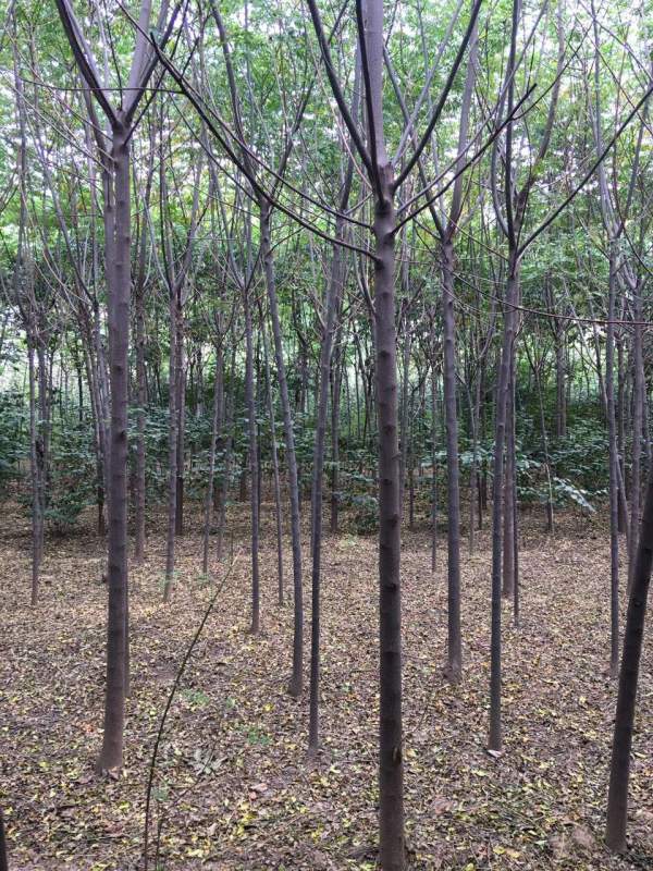 苦楝樹圖片苦楝樹基地實拍 苦楝樹圖片苦楝樹基地實拍