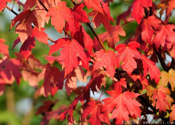 美國(guó)紅楓圖片美國(guó)紅楓基地實(shí)拍 美國(guó)紅楓圖片美國(guó)紅楓基地實(shí)拍