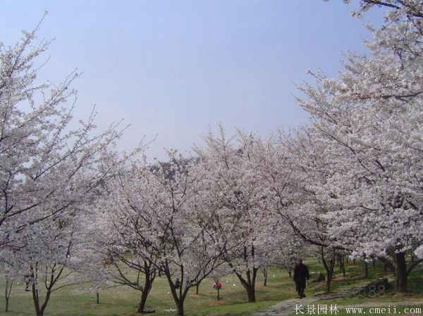 櫻花樹圖片基地實(shí)拍 櫻花樹圖片基地實(shí)拍