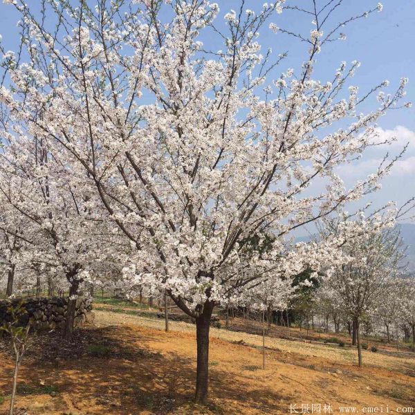 櫻花樹圖片基地實(shí)拍 櫻花樹圖片基地實(shí)拍