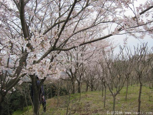 櫻花樹圖片基地實(shí)拍 櫻花樹圖片基地實(shí)拍