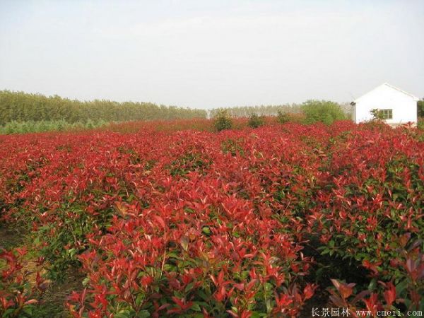 紅葉石楠圖片基地實拍 紅葉石楠圖片基地實拍