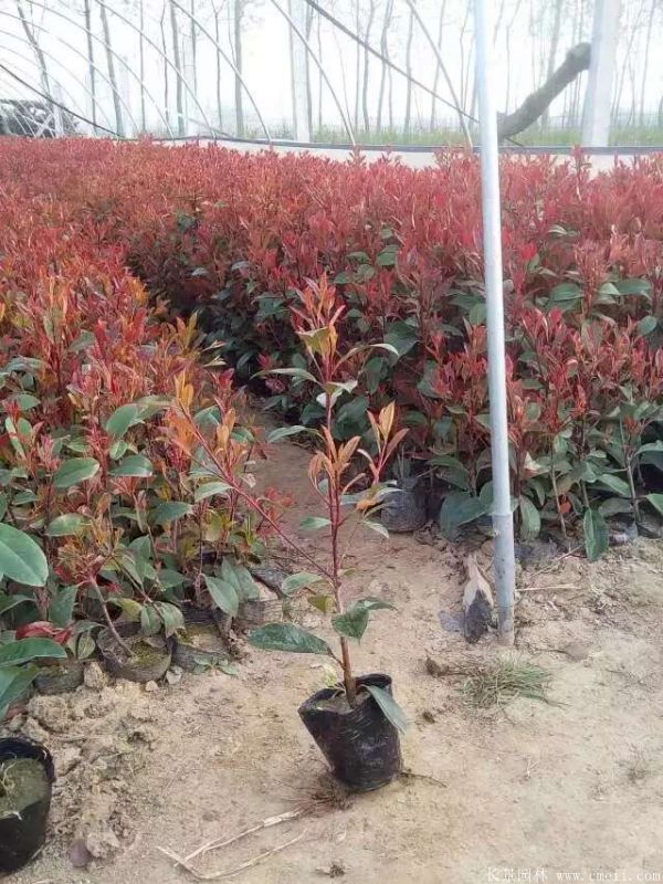 紅葉石楠圖片基地實(shí)拍 紅葉石楠圖片基地實(shí)拍