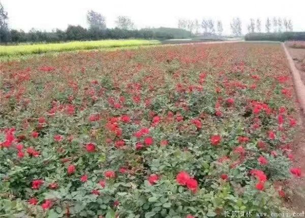 紅帽月季圖片基地實(shí)拍 紅帽月季圖片基地實(shí)拍