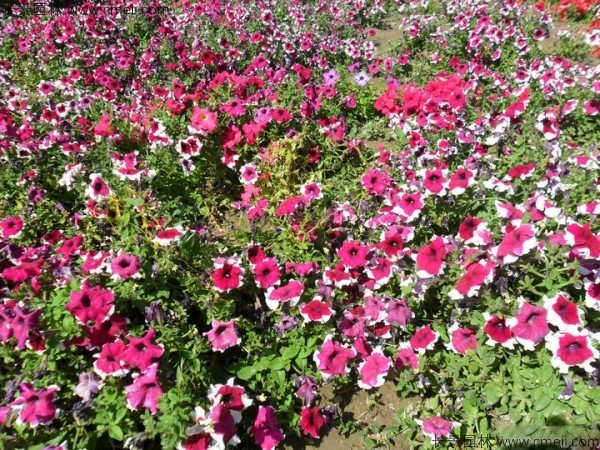 牽?；ǚN子發(fā)芽出苗開花圖片