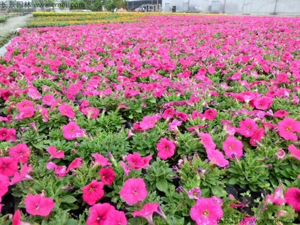 牽?；ǚN子發(fā)芽出苗開花圖片