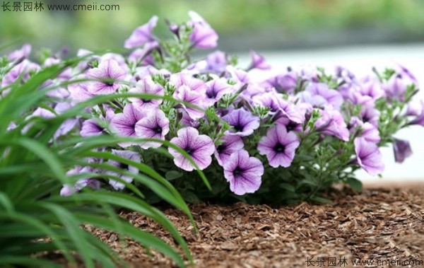 牽?；ǚN子發(fā)芽出苗開花圖片