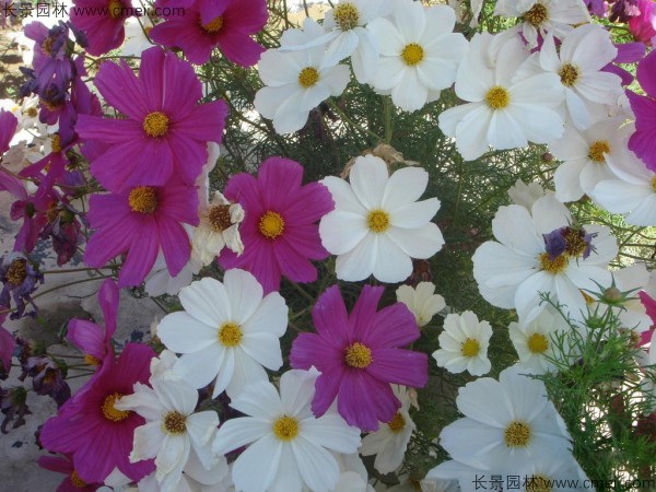 格?；ǚN子發(fā)芽出苗開花圖片