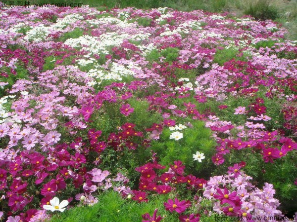 格?；ǚN子發(fā)芽出苗開花圖片
