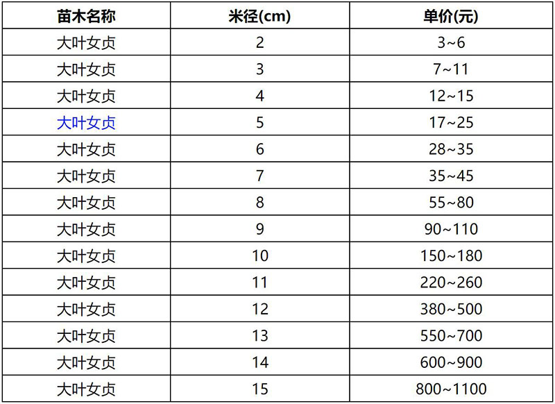 2022年春季大葉女貞報價表 2022年春季大葉女貞報價表