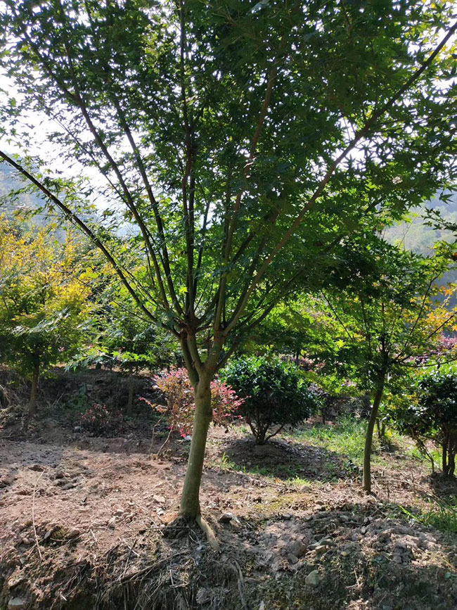 雞爪槭多少錢一棵?2020年雞爪槭價格最新價格 雞爪槭多少錢一棵?2020年雞爪槭價格最新價格