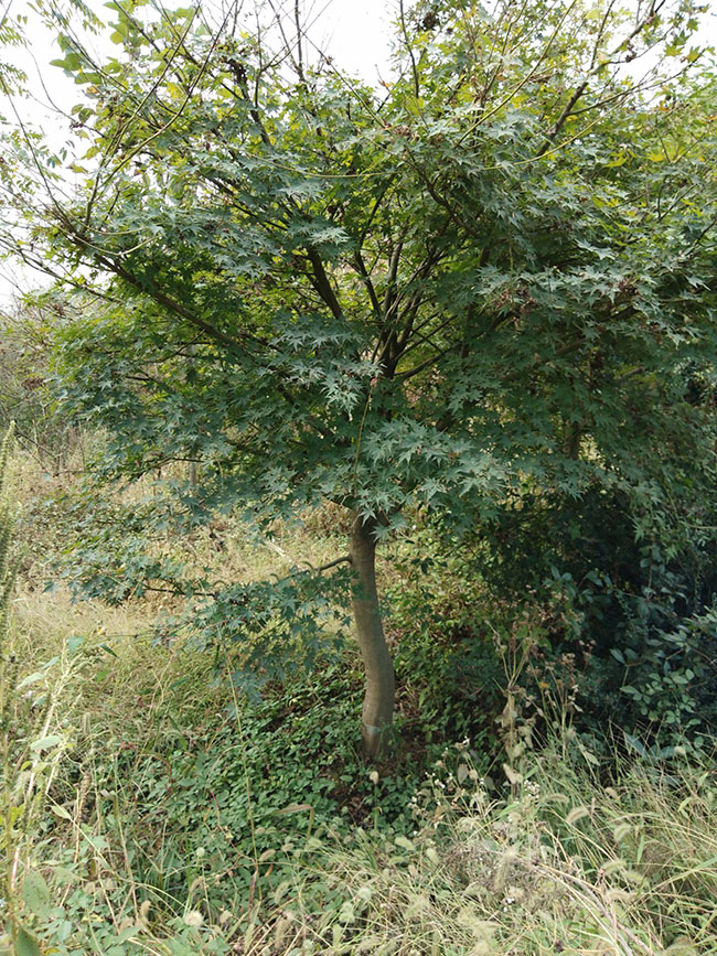 雞爪槭多少錢一棵?2020年雞爪槭價格最新價格 雞爪槭多少錢一棵?2020年雞爪槭價格最新價格