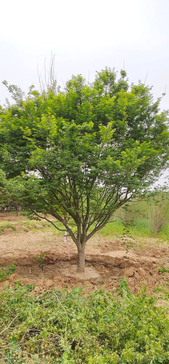 雞爪槭多少錢一棵?2020年雞爪槭價格最新價格 雞爪槭多少錢一棵?2020年雞爪槭價格最新價格