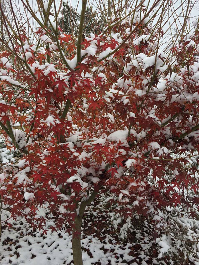 雞爪槭多少錢一棵?2020年雞爪槭價格最新價格 雞爪槭多少錢一棵?2020年雞爪槭價格最新價格