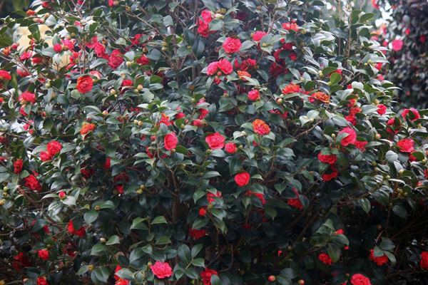 茶花 茶花