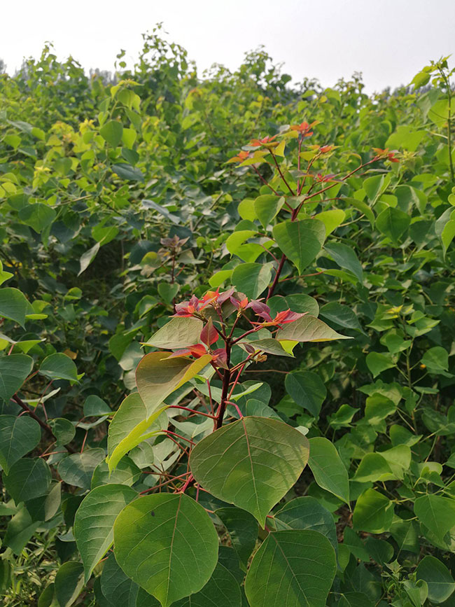 烏桕樹(shù)怎么栽成活率高?現(xiàn)在種植烏桕樹(shù)苗有前景嗎?