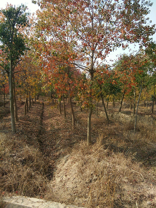烏桕樹(shù)怎么栽成活率高?現(xiàn)在種植烏桕樹(shù)苗有前景嗎?