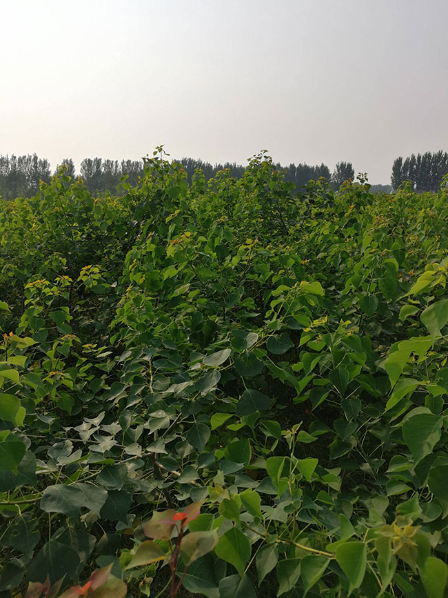 烏桕樹(shù)怎么栽成活率高?現(xiàn)在種植烏桕樹(shù)苗有前景嗎?