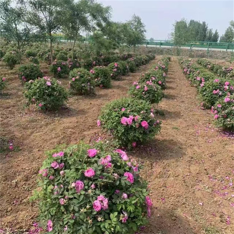 保加利亞玫瑰 保加利亞玫瑰