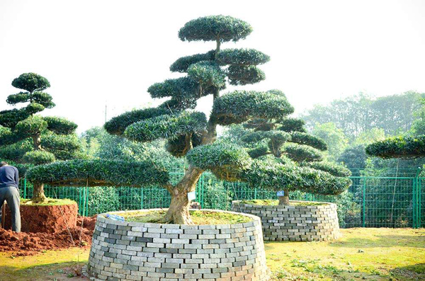 造型羅漢松 造型羅漢松