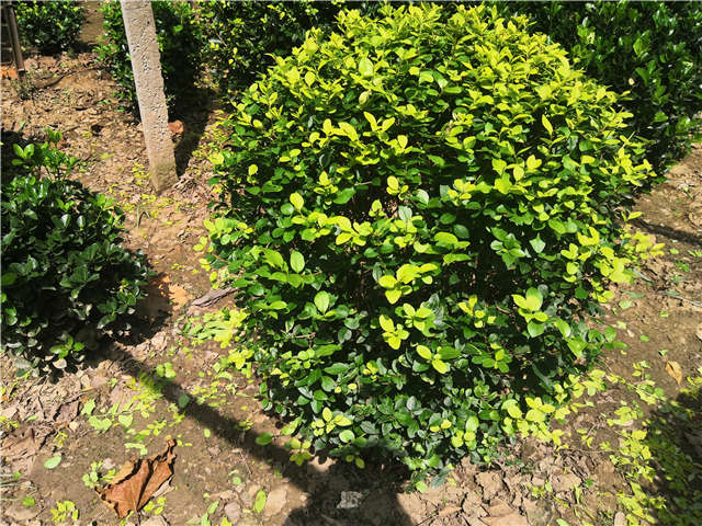 沭陽長景園林金葉女貞球種植基地實(shí)拍圖片
