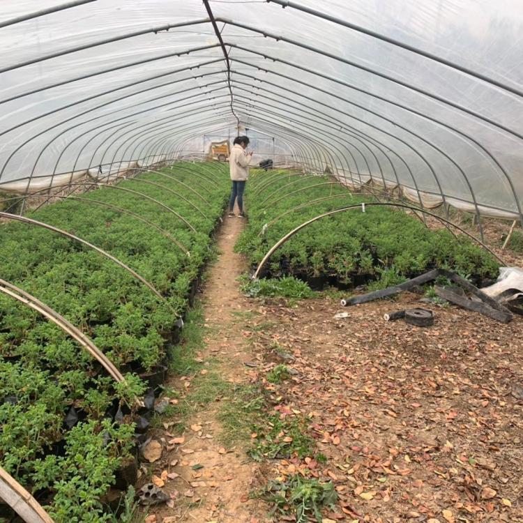 保加利亞玫瑰 保加利亞玫瑰